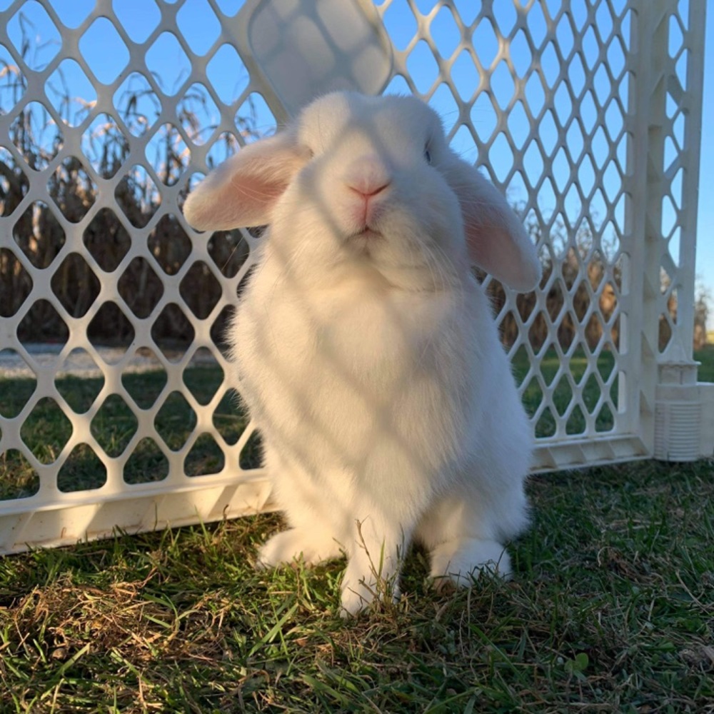 Meet your Posher, Emma